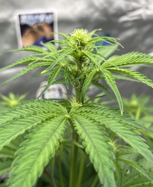 All in the Berries. Week 5 - Day 35