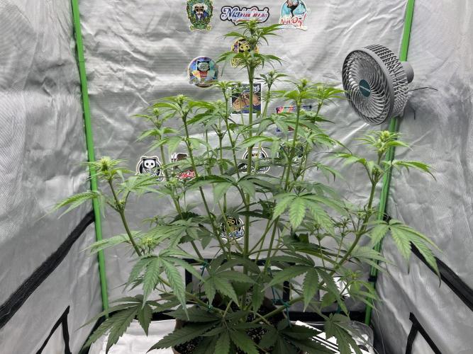 All in the Berries. Week 5 - Day 36