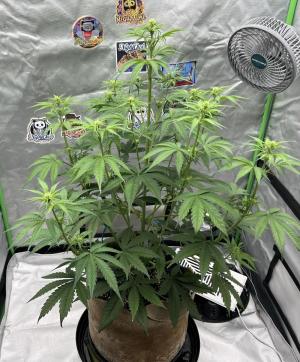 Comment by sanibelisl photo #1