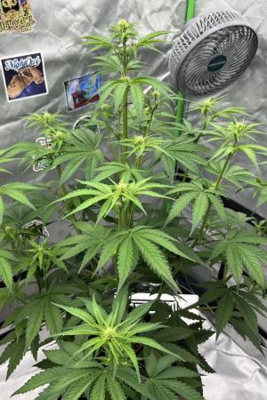 Comment by sanibelisl photo #2