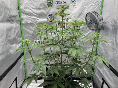 Comment by sanibelisl photo #3