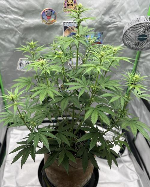 All in the Berries. Week 5 - Day 37