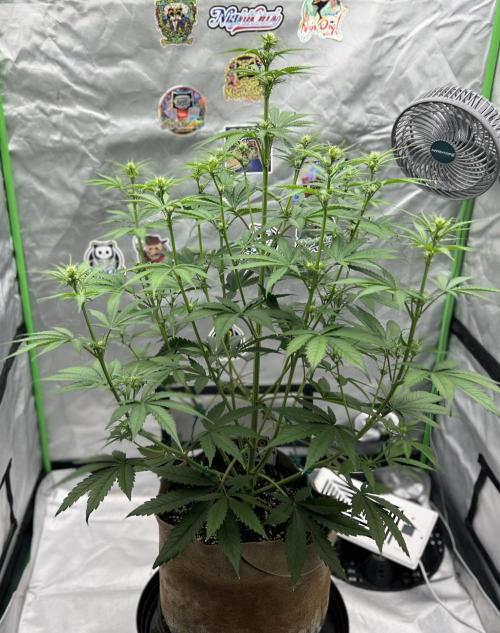 All in the Berries. Week 5 - Day 37