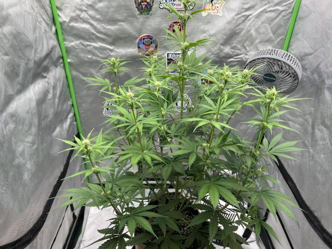 All in the Berries. Week 5 - Day 39