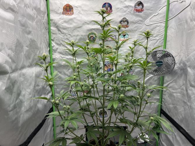 All in the Berries. Week 6 - Mulberry 
Day42
38 inches tall 