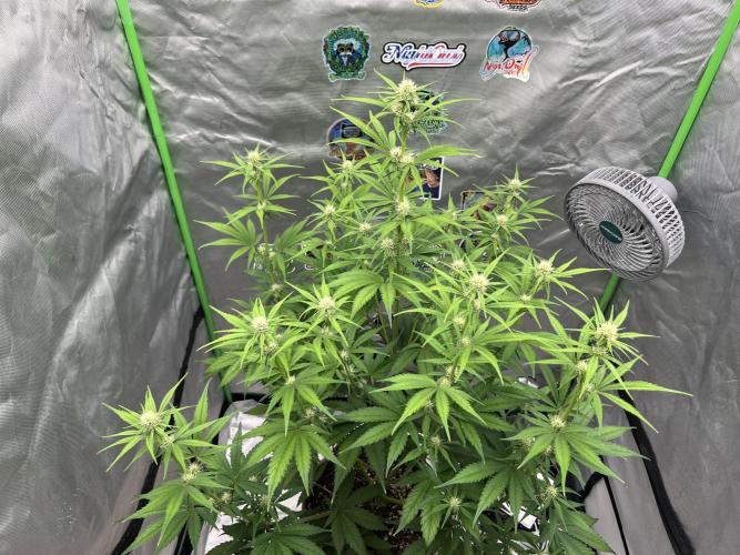 All in the Berries. Week 6 - Mulberry 
Day42