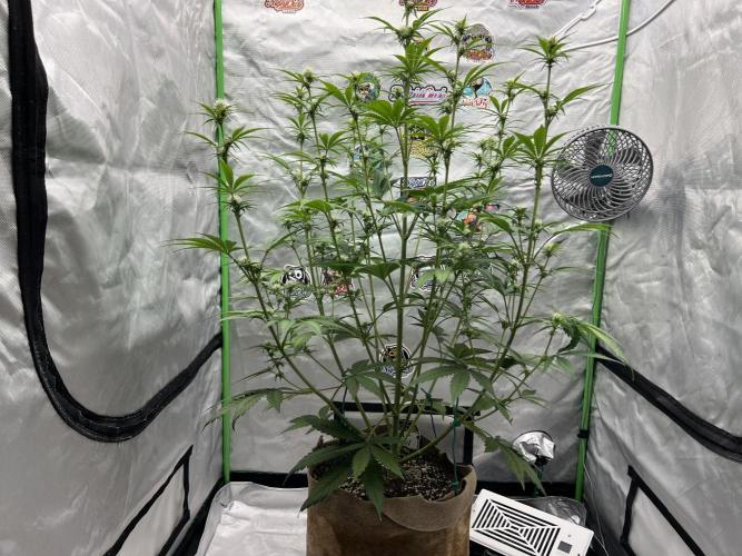 All in the Berries. Week 6 - Mulberry 
Day 42 
Sel leveling canopy 