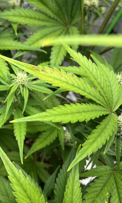 All in the Berries. Week 6 - Day 46
All not well
Leaf trying to tell me something 