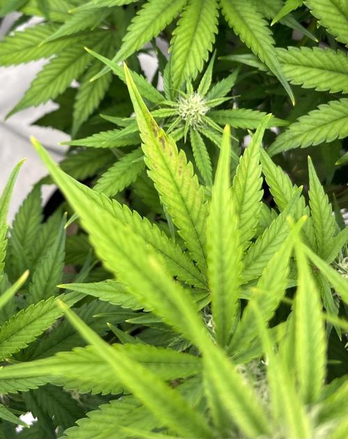 All in the Berries. Week 6 - Dsy 46
Need to figure out what is going on here and fix it!