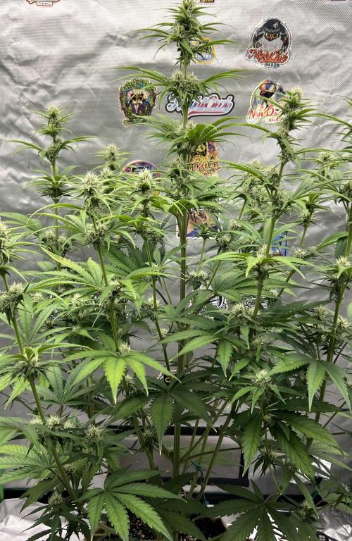 All in the Berries. Week 6 - Day 47
Plant has responded positively to therapy. Will apply 2nd dose 