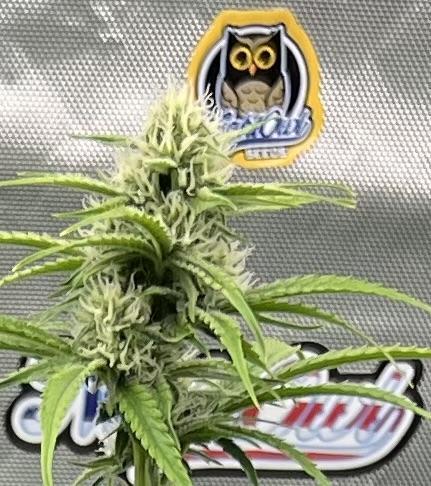 All in the Berries. Week 6 - Day 47 
Flowers 