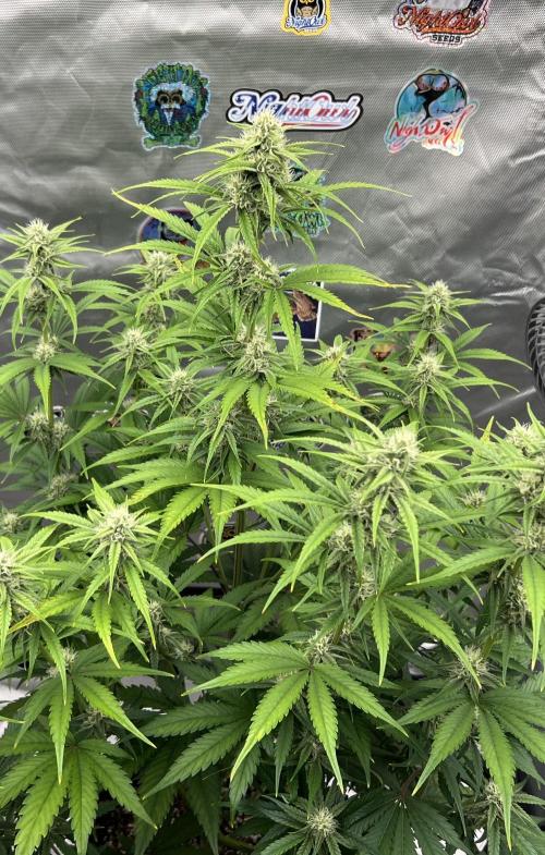 All in the Berries. Week 7 - Day 49