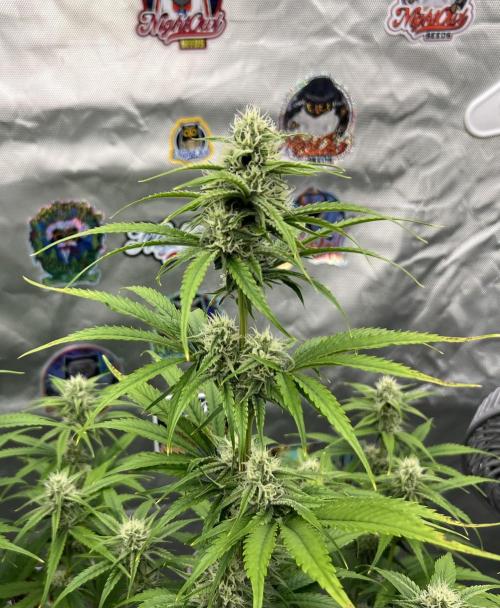 All in the Berries. Week 7 - Day 49