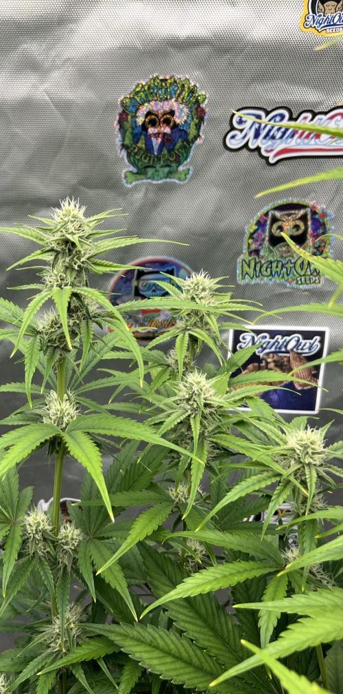 All in the Berries. Week 7 - Day 49