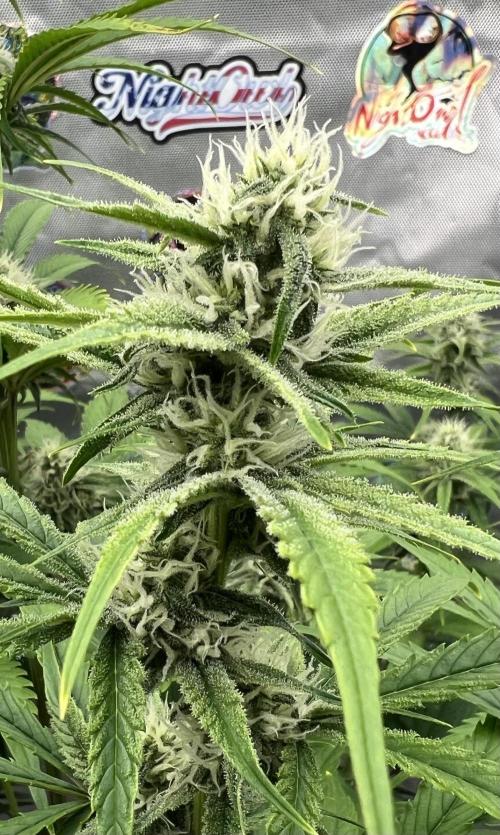 All in the Berries. Week 7 - Day 49