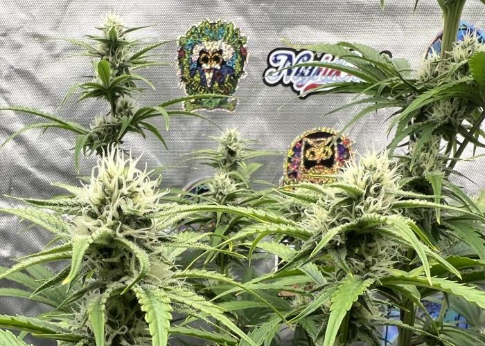 All in the Berries. Week 7 - Day 49