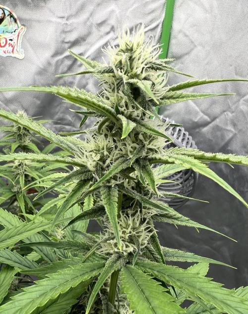 All in the Berries. Week 7 - Day 49