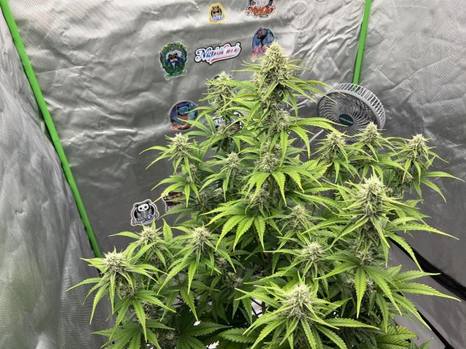 All in the Berries. Week 8 - Mulberry F3
Day 56