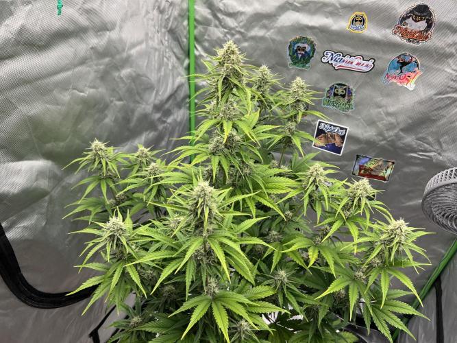 All in the Berries. Week 8 - Mulberry F3
Day56