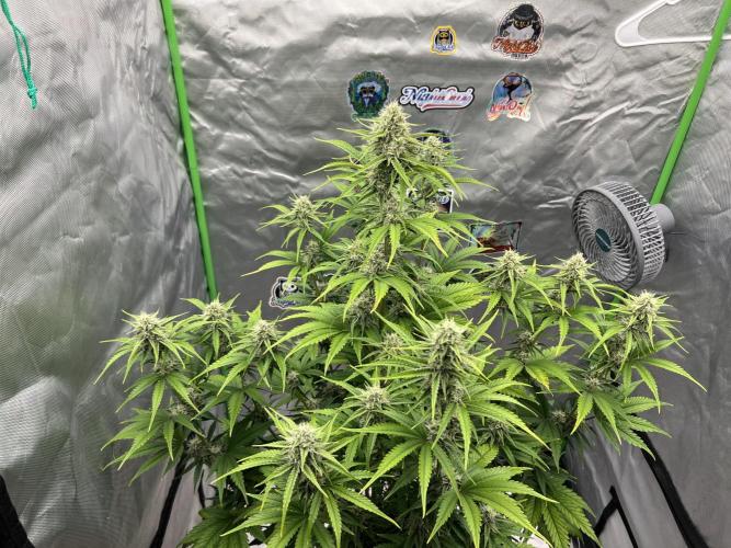 All in the Berries. Week 8