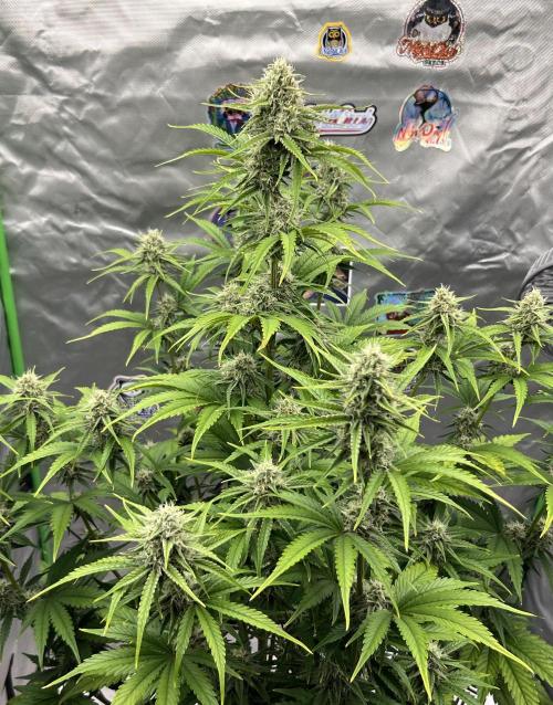 All in the Berries. Week 8 - Mulberry F3
Day 56