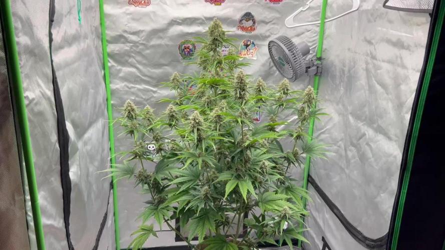 All in the Berries