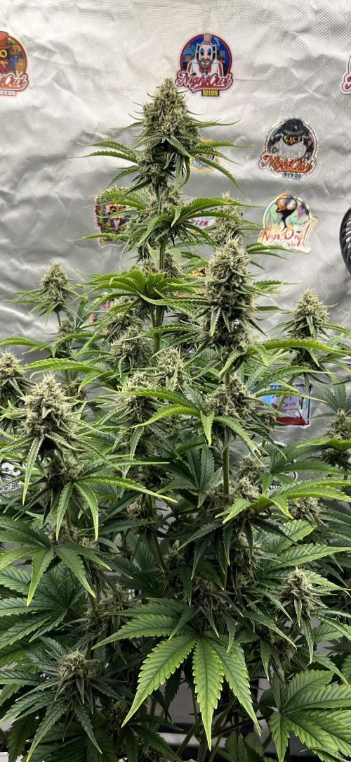 All in the Berries. Week 9 - Mulberry F3
Day 63
40 inches tall 