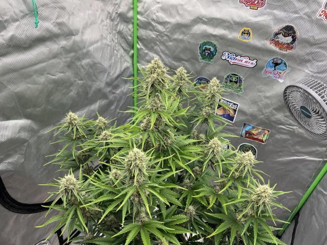 All in the Berries. Week 9 - Mulberry F3
Pompoms