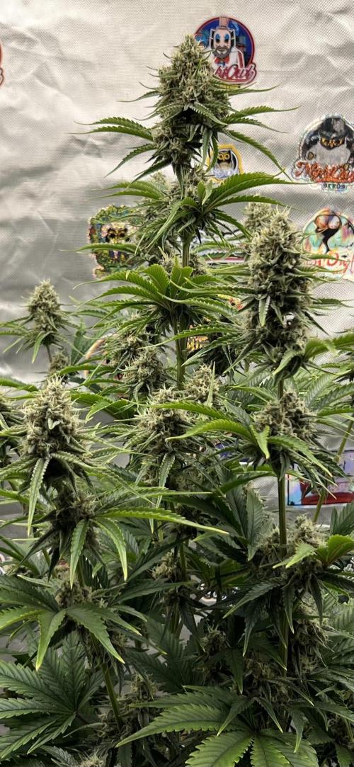 All in the Berries. Week 9