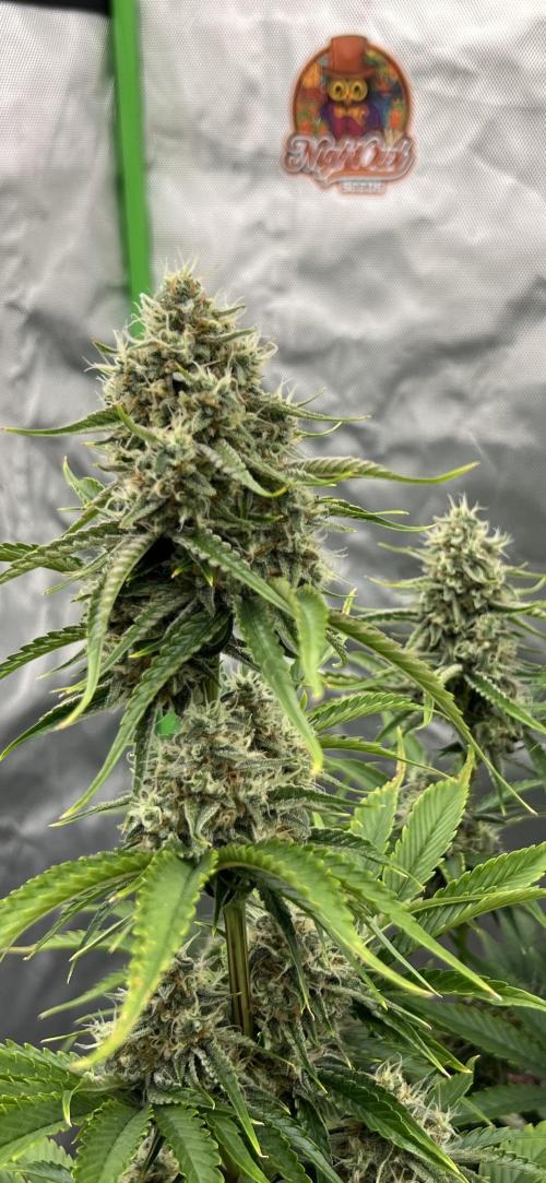 All in the Berries. Week 9