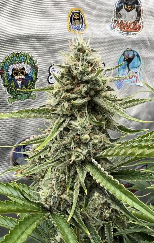 All in the Berries. Week 9