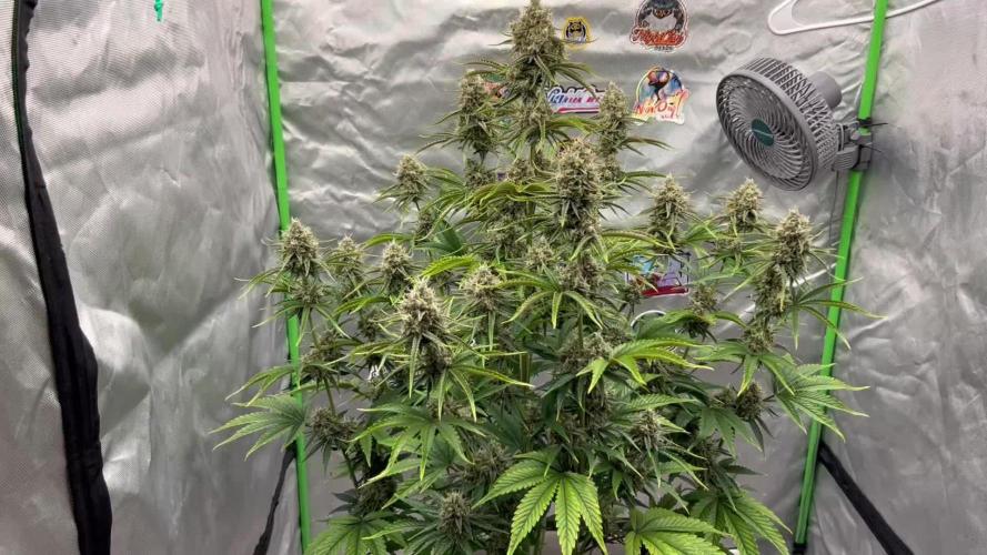 All in the Berries