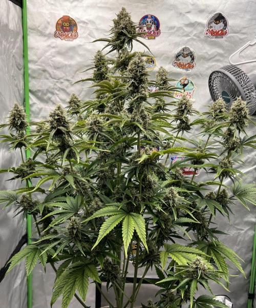 All in the Berries. Week 10 - Mulberry F3