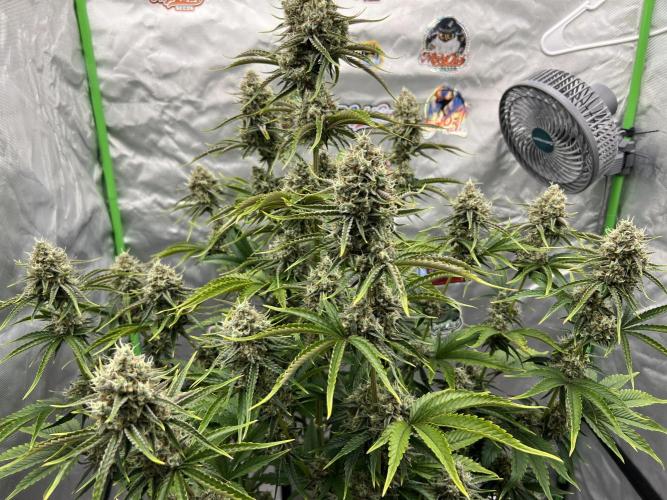 All in the Berries. Week 10 - Mulberry F3