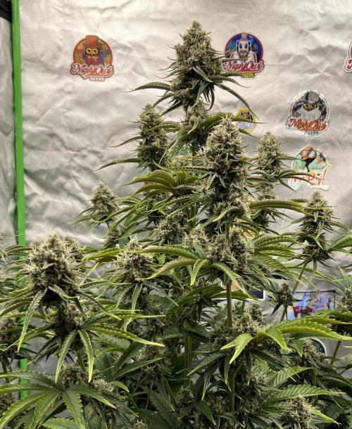 All in the Berries. Week 10 - Mulberry F3