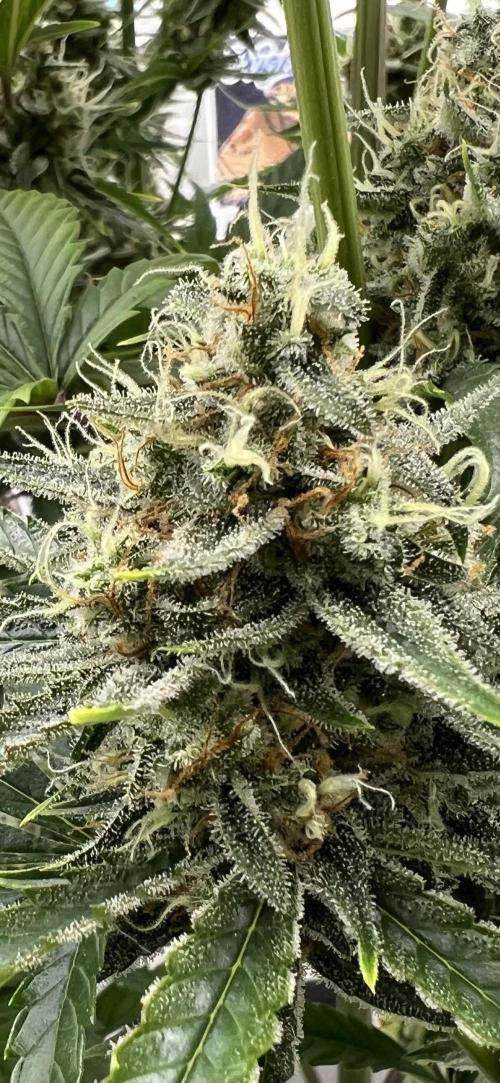 All in the Berries. Week 10 - Frosty