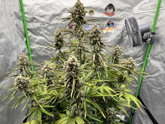 All in the Berries. Week 11 - Mulberry 
Day 77
Flowers