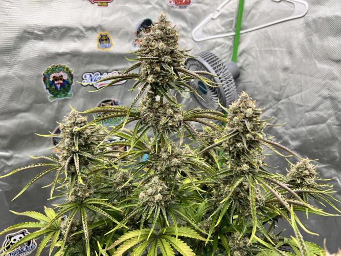 All in the Berries. Week 11 - Mulberry 
Showing off 