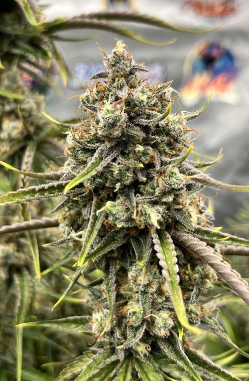 All in the Berries. Week 11 - Day 77 big dense flowers 