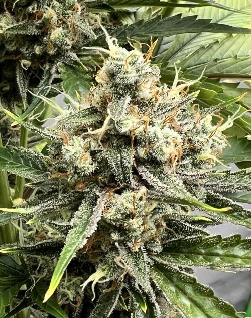 All in the Berries. Week 11