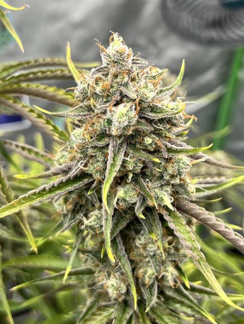 All in the Berries. Week 11 - Mulberry F3
Day 77
Getting fat 