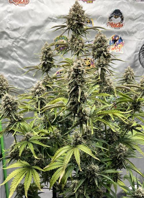 All in the Berries. Week 11 - Mulberry F3
Day 77