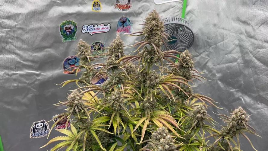All in the Berries