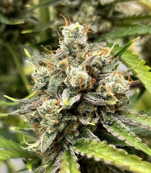 All in the Berries. Week 12