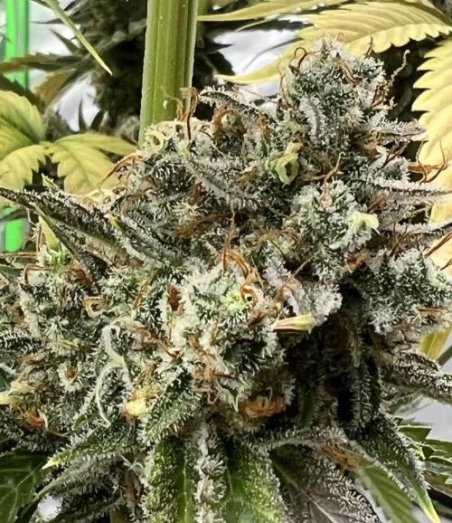 All in the Berries. Week 12