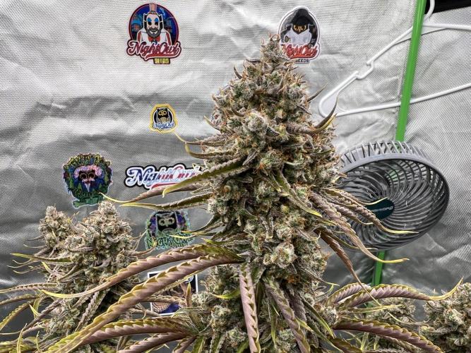 All in the Berries. Week 12