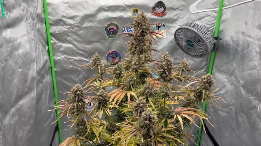 All in the Berries
