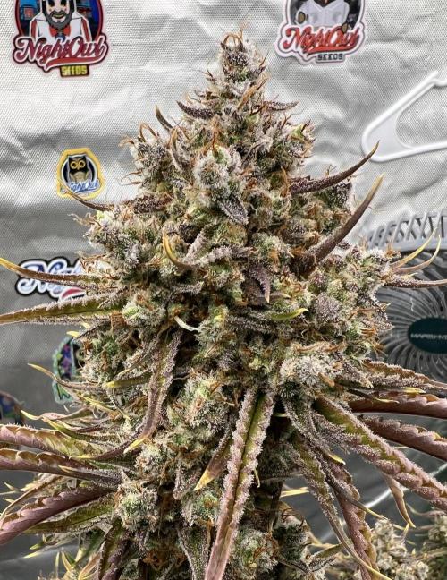 All in the Berries. Week 12 - Day86