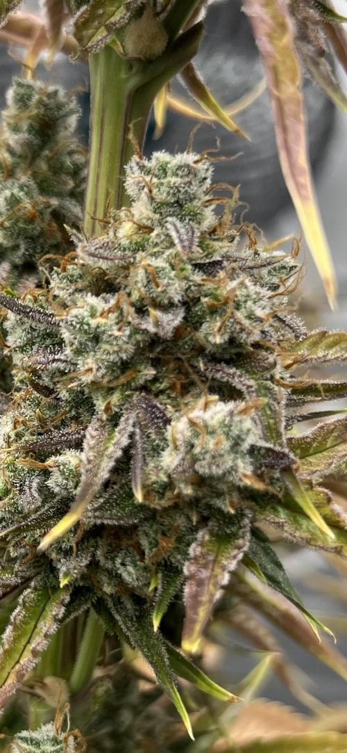 All in the Berries. Week 12