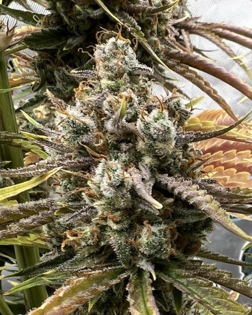 All in the Berries. Week 12